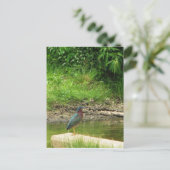 Green Heron Post Card Postkarte (Stehend Vorderseite)