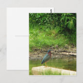 Green Heron Post Card Postkarte (Vorne/Hinten)