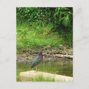 Green Heron Post Card Postkarte