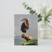 Green Heron Postcard Postkarte (Stehend Vorderseite)