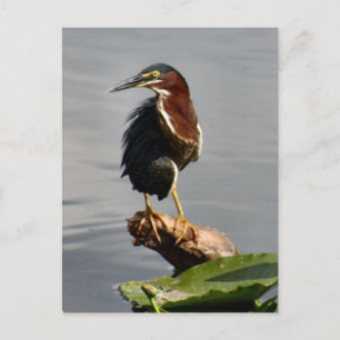 Green Heron Postcard Postkarte