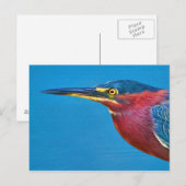 Green Heron Postcard Postkarte (Vorne/Hinten)
