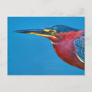 Green Heron Postcard Postkarte