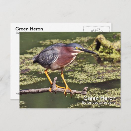 Green Heron Postcard Postkarte (Vorne/Hinten)