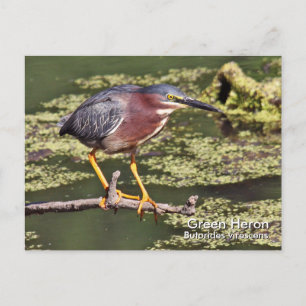 Green Heron Postcard Postkarte