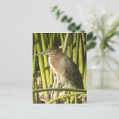 Green Heron Postcard Postkarte (Stehend Vorderseite)