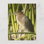 Green Heron Postcard Postkarte (Vorderseite)