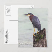 Green Heron Postkarte (Vorne/Hinten)