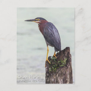 Green Heron Postkarte