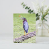 Green Heron Postkarte (Stehend Vorderseite)