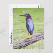 Green Heron Postkarte (Vorne/Hinten)