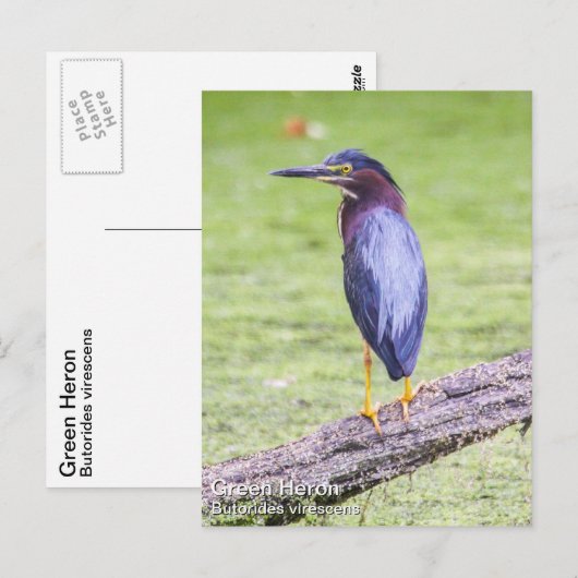 Green Heron Postkarte (Vorne/Hinten)