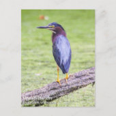 Green Heron Postkarte (Vorderseite)