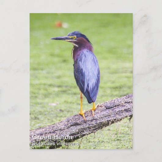 Green Heron Postkarte (Vorderseite)
