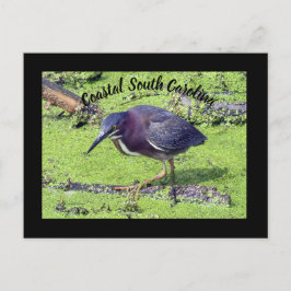 Green Heron Postkarte