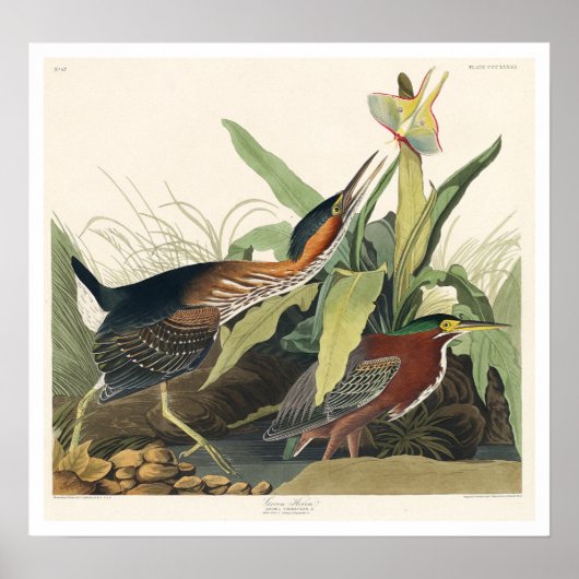 Green Heron von Audubon Poster (Vorne)