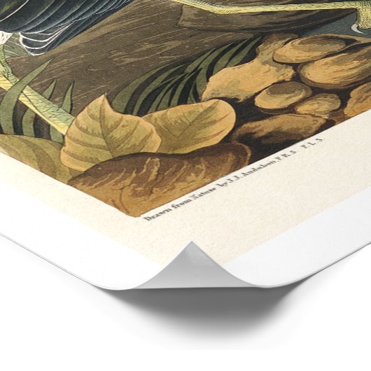 Green Heron von Audubon Poster (Ecke)