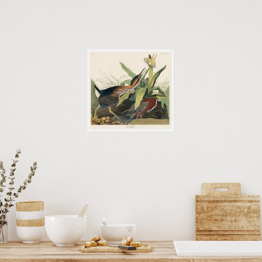 Green Heron von Audubon Poster (Küche)
