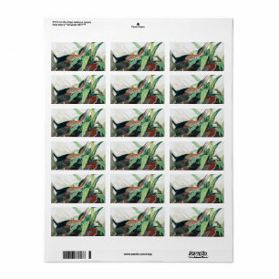 Green Heron von John James Audubon Adressaufkleber