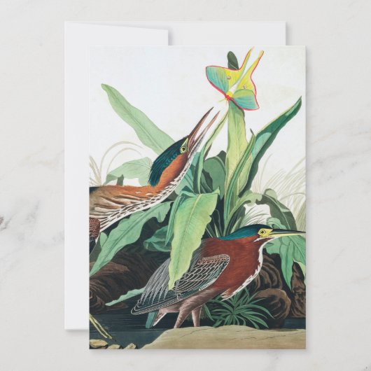 Green Heron von John James Audubon Dankeskarte (Vorderseite)