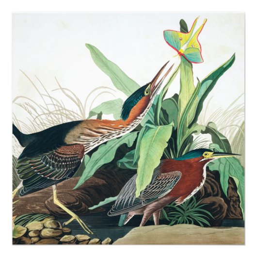 Green Heron von John James Audubon Fotodruck (Vorne)