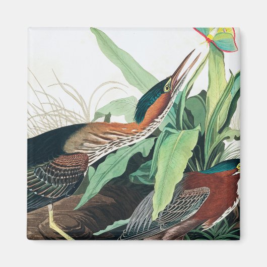 Green Heron von John James Audubon Magnet (Vorne)