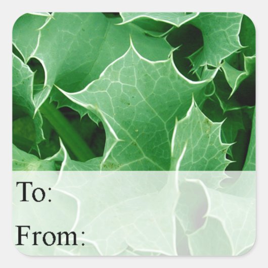 Green Holly Verlasse Weihnachtsgeschenk-Tag Quadratischer Aufkleber (Vorderseite)