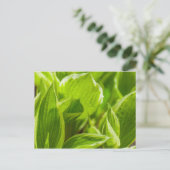 Green Hosta-Blätter Postkarte (Stehend Vorderseite)