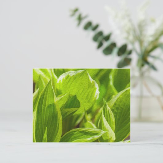 Green Hosta-Blätter Postkarte (Stehend Vorderseite)