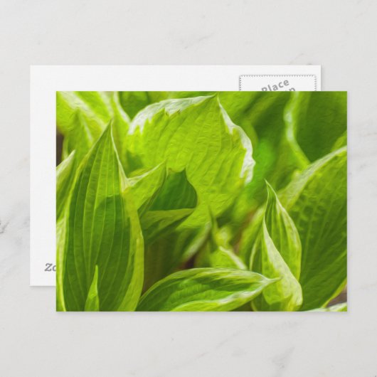 Green Hosta-Blätter Postkarte (Vorne/Hinten)