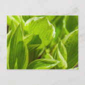 Green Hosta-Blätter Postkarte (Vorderseite)