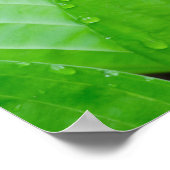 Green Hosta Blätter und Wassertropfen Poster (Ecke)