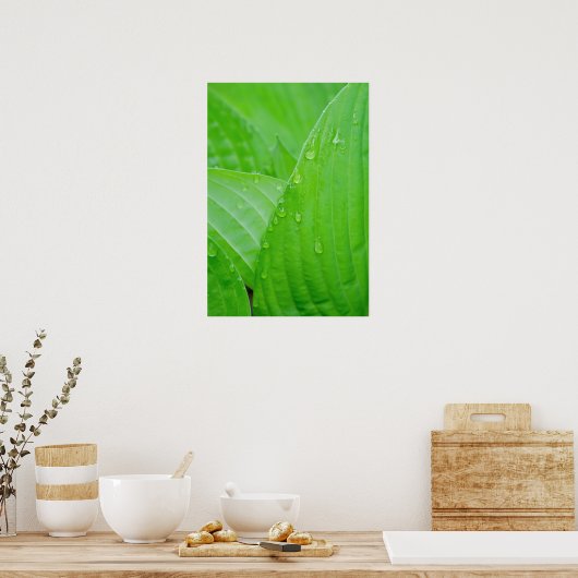 Green Hosta Blätter und Wassertropfen Poster (Küche)