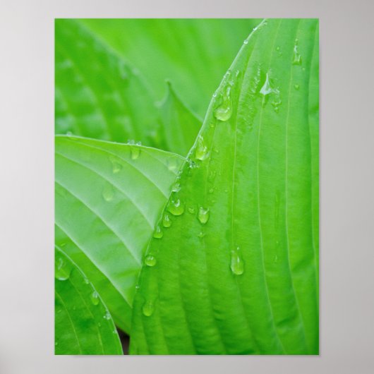 Green Hosta Blätter und Wassertropfen Poster (Vorne)