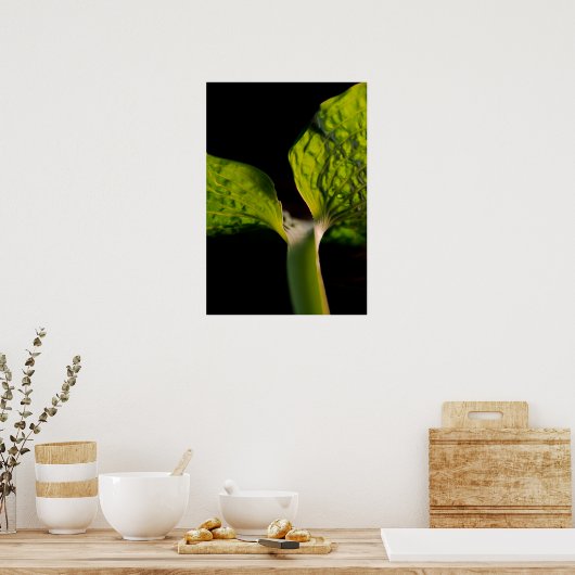 Green Hosta Leaf auf Black Poster (Küche)