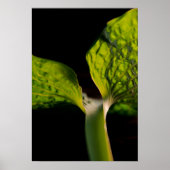 Green Hosta Leaf auf Black Poster (Vorne)
