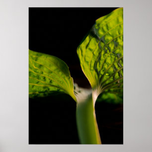 Green Hosta Leaf auf Black Poster