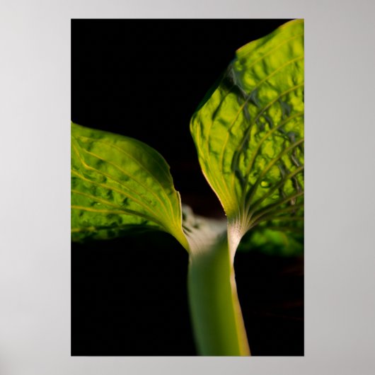 Green Hosta Leaf auf Black Poster (Vorne)
