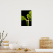 Green Hosta Leaf auf Black Poster (Küche)