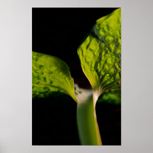 Green Hosta Leaf auf Black Poster