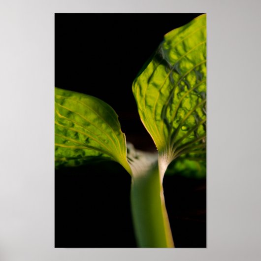 Green Hosta Leaf auf Black Poster (Vorne)