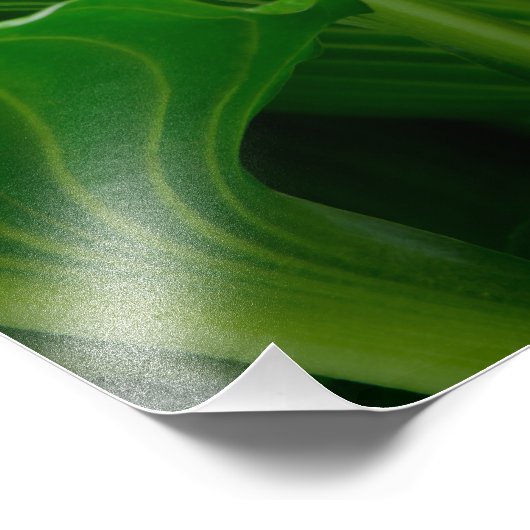 Green Hosta Leaf Fotodruck (Ecke)