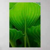 Green Hosta Leaf Poster (Vorne)