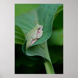 Green Hosta Leaf und Frosch Poster