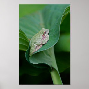 Green Hosta Leaf und Frosch Poster