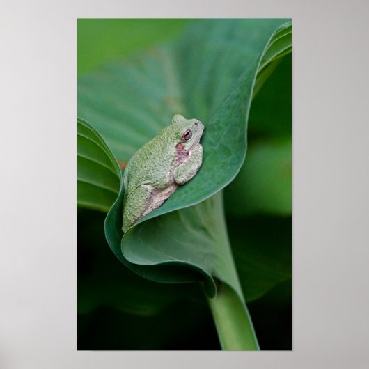 Green Hosta Leaf und Frosch Poster (Vorne)