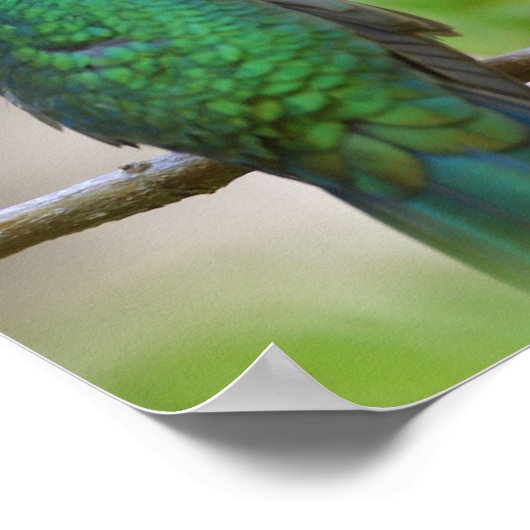 Green Humming Bird Poster (Ecke)