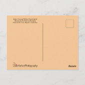 Green Hummingbird & Bee Postkarte (Rückseite)