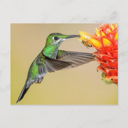 Green Hummingbird & Bee Postkarte (Vorderseite)