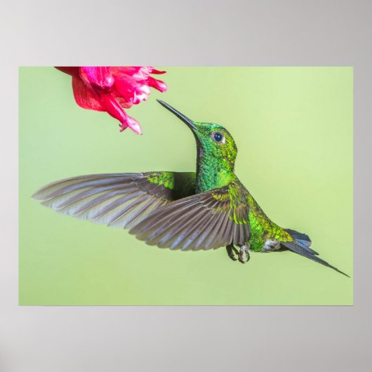 Green Hummingbird Fliegen zu einer roten Blume Poster (Vorne)